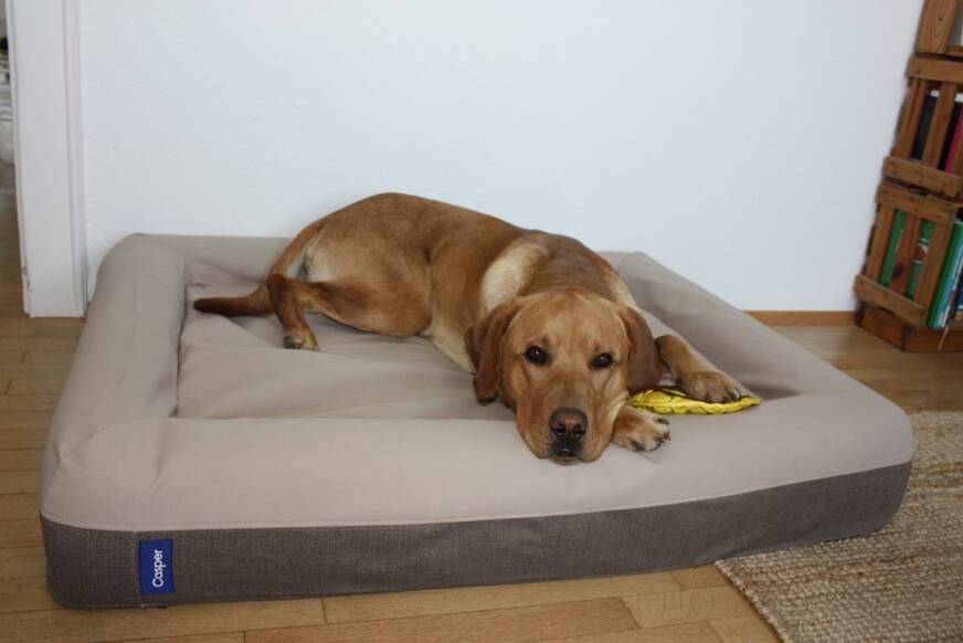Casper Bett mit Hund